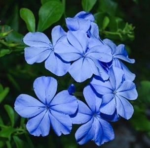 Plumbago auriculata 'Monott Blue' - Ocean Blue Plumbago